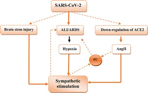 Covid-19-Induced Dysautonomia: A Menace of Sympathetic Storm - Hayder M. Al-kuraishy, Ali I. Al ...