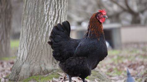 Black Copper Marans - Sunbird Farms