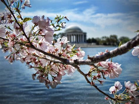 jefferson_memorial-cherry_blossoms-washington_dc-usa-greg_goodman ...