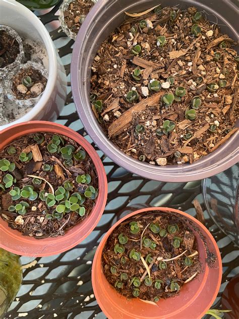 Mother of Thousands Propagation | Etsy