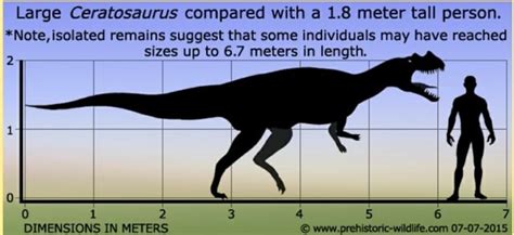 Large Ceratosaurus compared with a 1.8 meter tall person. *Note, isolated remains suggest that ...