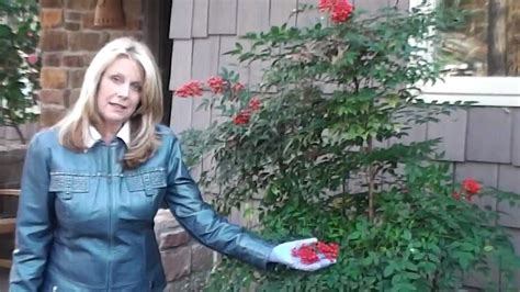 How to Prune Nandina Domestica - YouTube