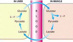 Does Lactic Acid Build Up Cause Muscle Burn? - BuiltLean