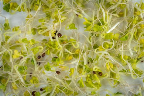 Organic alfalfa sprouts - Stock Image - C050/0862 - Science Photo Library