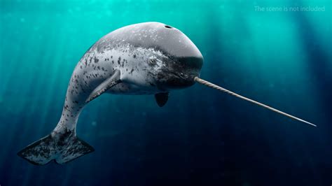 Narwhal jumping pose model - TurboSquid 1486496