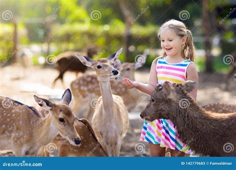 Child Feeding Wild Deer at Zoo. Kids Feed Animals Stock Image - Image of person, asia: 142779683