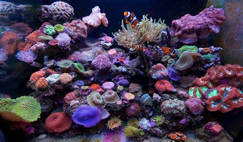 5 Prettiest Saltwater Reef Tank Fish - hygger