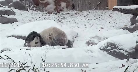 Panda Playing In The Snow Is Having The Time Of His Life | HuffPost UK ...