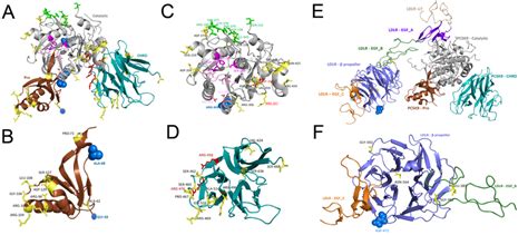 Mapping of key regions in the 3D structure of PCSK9 and LDLR. A)... | Download Scientific Diagram