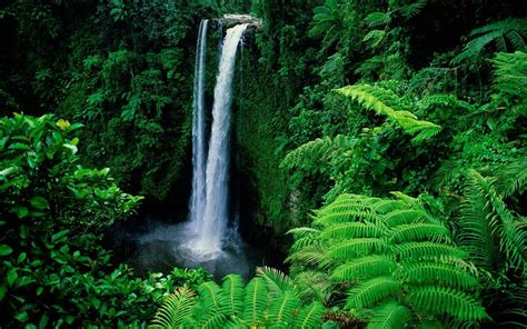 Download Green Tropical Forest Nature Waterfall HD Wallpaper