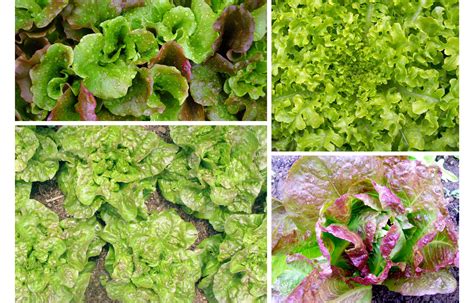 Choose the Right Lettuce Type for Your Garden | Southern Exposure Seed ...