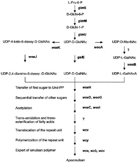 Proposed biosynthetic pathway of emulsan. Fru, Fructose ; GlcN ...