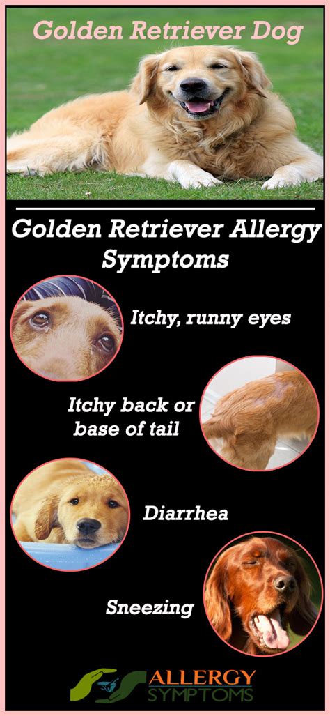 7 Golden Retriever Allergies and Side Effects - Allergy-symptoms.org