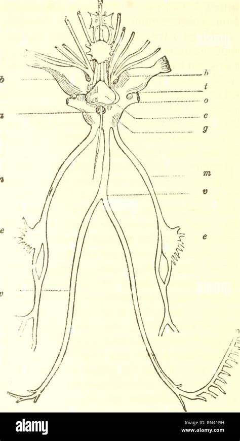 Octopus Nervous System