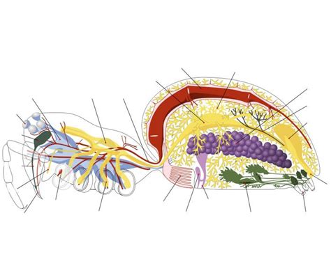 Spider Anatomy, Updated Quiz