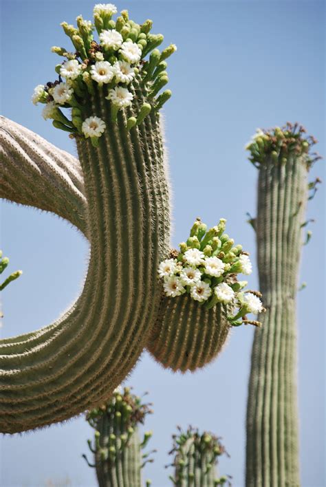 Saguaros in bloom..............AZ | Cactus plants, Blooming cactus ...