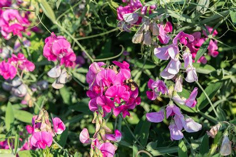 Sweet Pea Flowers: Planting, Care & Growing Guide