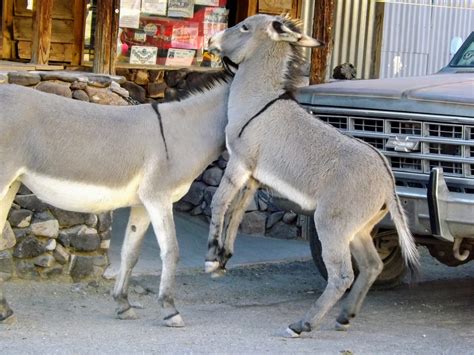 Adorable burros seek, sow wild oats in Oatman | AZ Wonders