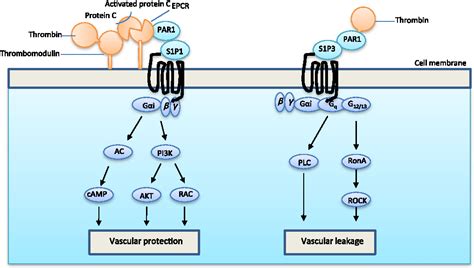 The roles of thrombin and protease-activated receptors in inflammation ...