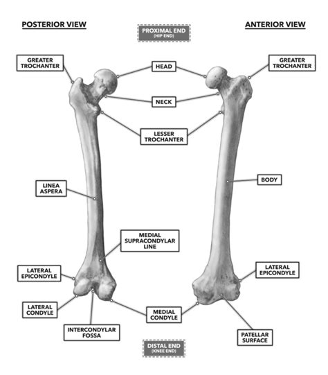 medial and lateral epicondyles of femur - costaricaallinclusivepackageq1