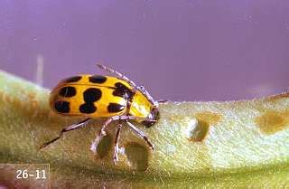 Western Spotted Cucumber Beetle | College of Agricultural Sciences