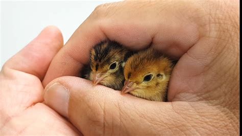 Quail chick hatching in my hands - YouTube