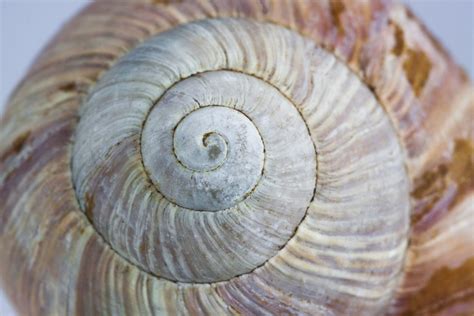 Free Images : spiral, food, invertebrate, seashell, close up, escargot, molluscs, schnecken ...
