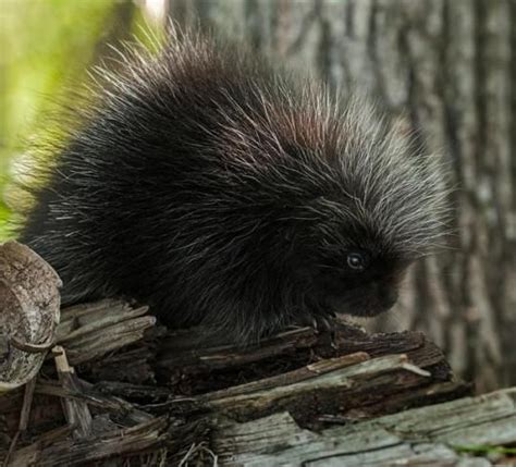 Porcupine. | Unusual animals, Animals wild, Animals friends