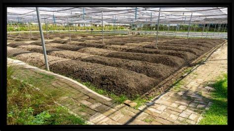 Nursery bed preparation and raising different vegetable crops | PPT