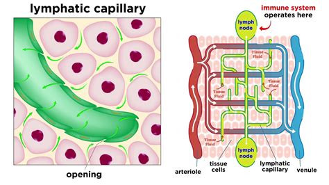 The Circulatory System Part 3: The Lymphatic System - YouTube