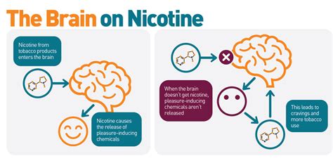 How Nicotine Affects The Brain – Nicotine Pouch Brands