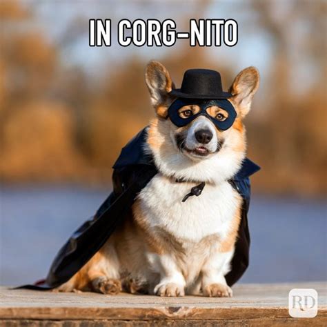 30 Hilarious Corgi Memes for When You're Feeling Ruff | Reader's Digest