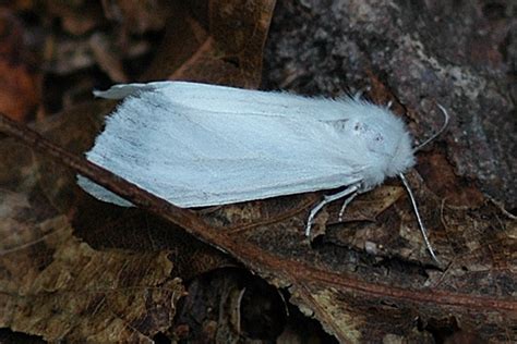 Virginia Tiger Moth - Spilosoma virginica - BugGuide.Net