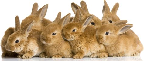 Download Animal Rabbit HD Wallpaper