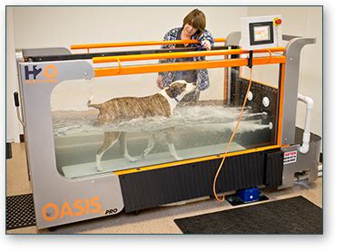 Dog Underwater Treadmill Therapy | Pet Acupuncture, NC