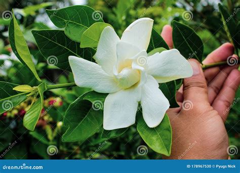 Rosal or Gardenia Jasminoides Stock Photo - Image of white, garden: 178967530