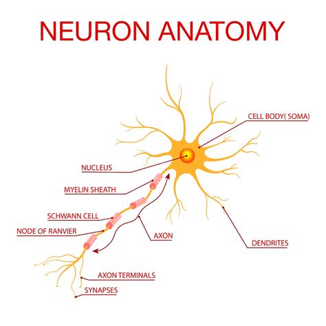 Premium Vector | Diagram of Neuron AnatomyIllustration of the structure of a neuron