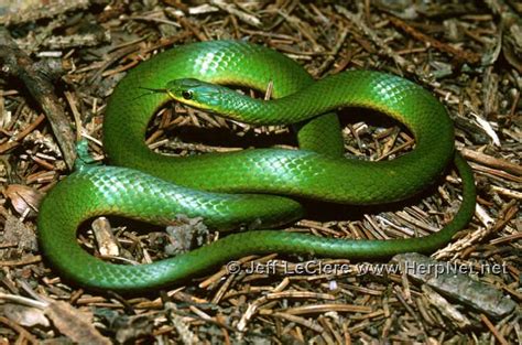 Smooth Greensnake (Opheodrys vernalis) – Amphibians and Reptiles of Iowa