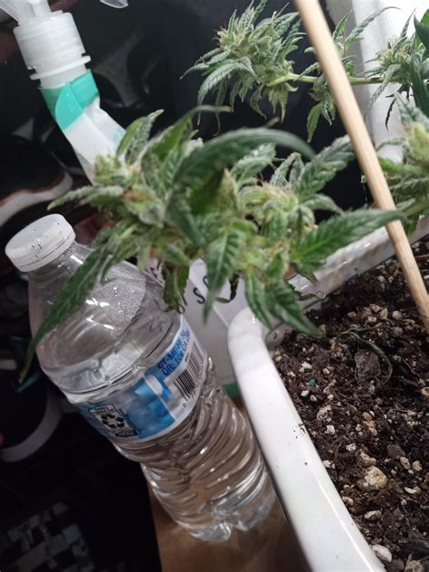 How do you know when to harvest? Best close ups I can get. : r/CannaBonsai