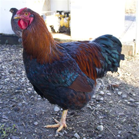 What kind of rooster(s) do you have? | BackYard Chickens - Learn How to ...