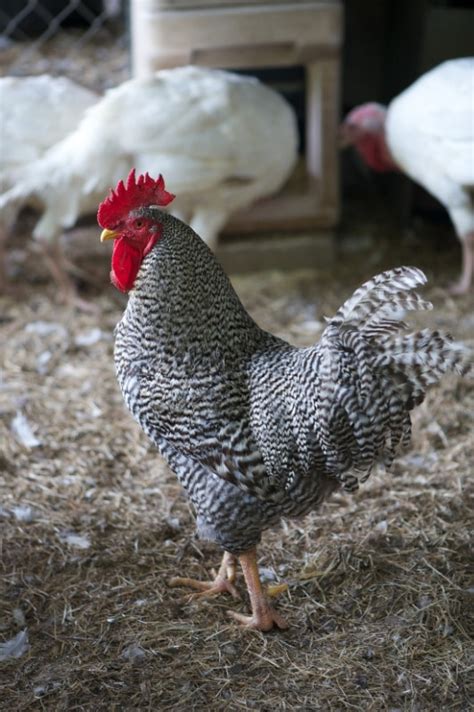 Barred Rock Chickens: A Smart Addition to Your Flock - Flower Patch Farmhouse