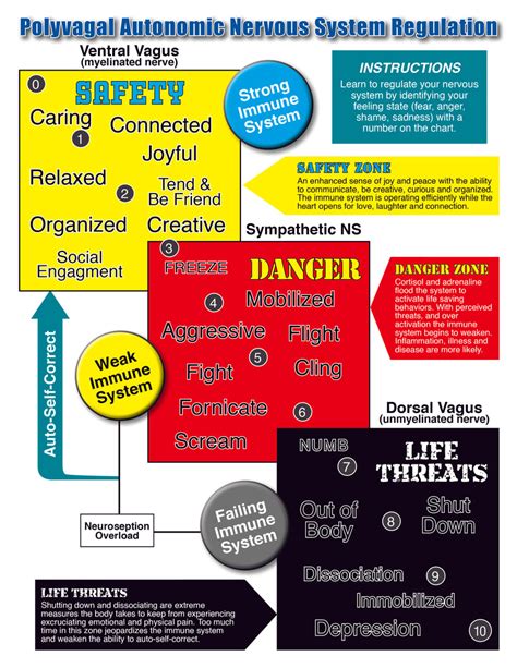 The Polyvagal Theory Chart – Mentor Books West