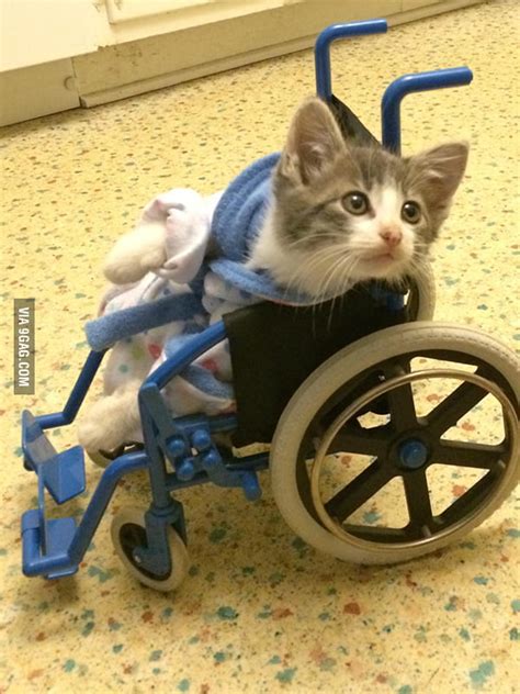 This kitten leaving the vet in his robe and wheelchair - 9GAG