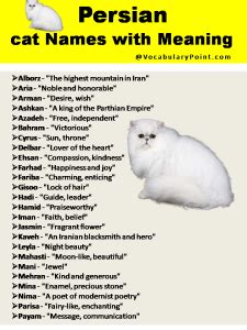 200+ Best Persian Cat Names (Unique, Male & Female) - Vocabulary Point