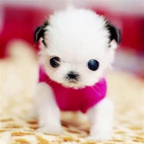 Top 10 Cutest Dog Puppies | Images and Photos finder