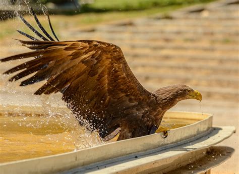 Golden Eagle Flying over Water · Free Stock Photo