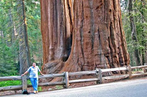 Sequoiadendron-giganteum-largest-tree | Environment Buddy