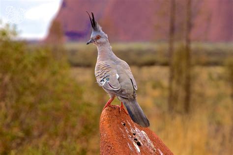 Uluru Itinerary - 2 Days at Australia's Famous Desert Rock - Phil and Garth