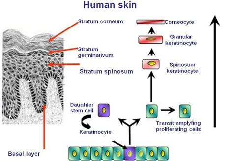 Pin on Chapter 6: The Integumentary System