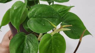 Philodendron Cordatum Care — All You Need to Know